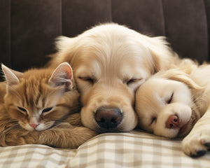 Collection image for: Pet Supplies