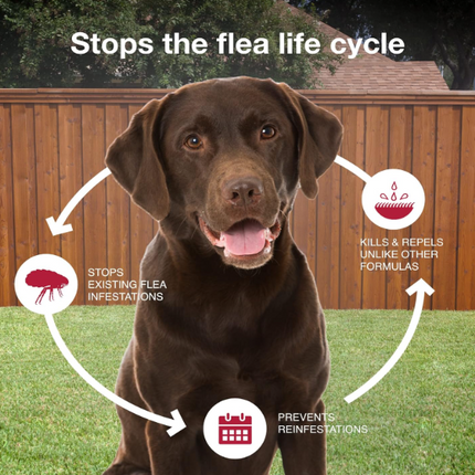 K9 Advantix II Flea & Tick Treatment for Large Dogs | 6-Month Supply